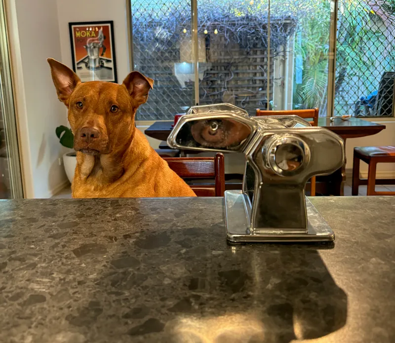 A dog looking at a pasta machine